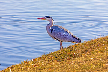 Reiher - Graureiher - Fischreiher - Allgäu - Vogel 
