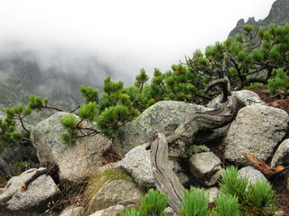 slovakia location in nature with grey stones and green plants in the mountains with fog in high tatra in slovakia © Steve-79