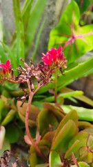 pink and yellow flowers
