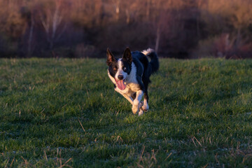 Short Haired Border Collie enjoying a walk in the countryside