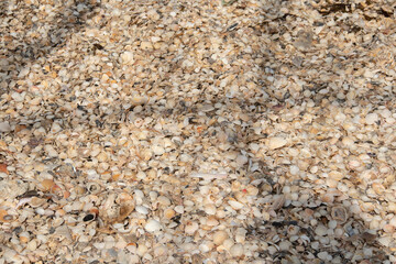 Lots and lots of seashells piled up on the beach. for the background