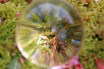 Moss in a glass sphere	