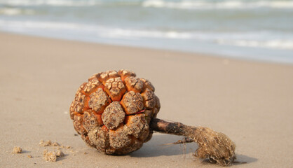 Pandanus fruits are on the beach.