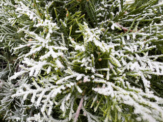 Thuja branches covered with snow freezing temperatures in winter