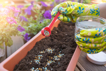 Fertilizers for flowers. The process of feeding flowers before planting in flower pots. Close-up...