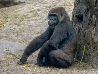 Gorilla resting