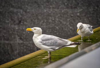 seagull on the pier