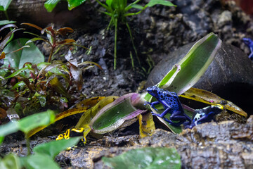 Blue poison dart frog (Dendrobates tinctorius azureus)