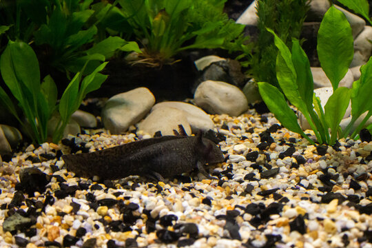 The black axolotl is a paedomorphic salamander closely related to the tiger salamander