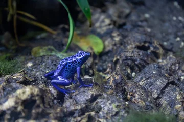 Deurstickers Blue poison dart frog (Dendrobates tinctorius azureus) © Alfredo