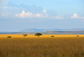 Obraz premium open savannah