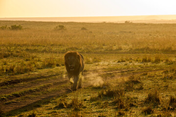 lion in the wild