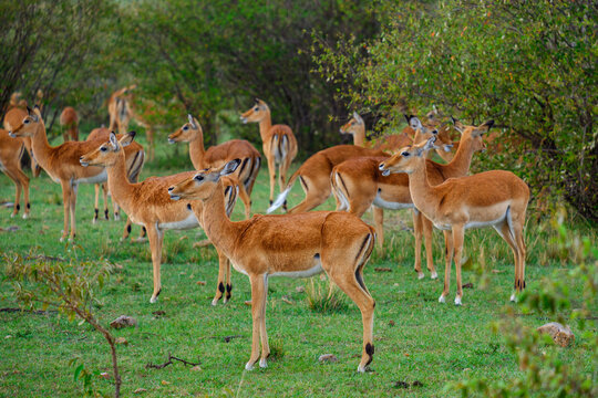 thomson gazelles