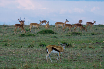 impala in the savannah