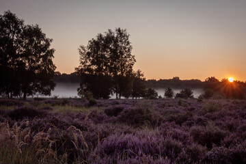 Sonnenaufgang in der Wahner Heider