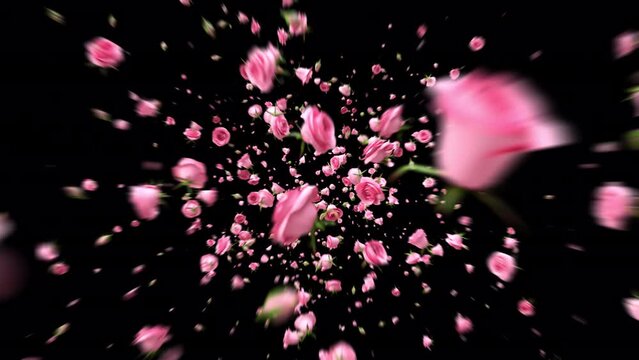 Explosion pink roses blossom and petals flying to camera with 3d rendering include alpha matte.