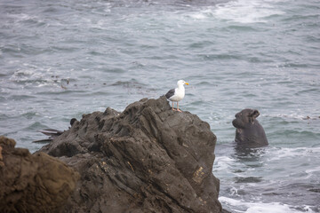 Seagull on the Rocks with the Ocean