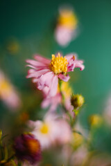 Blurred flower background. Macro Pink aster amellus flower