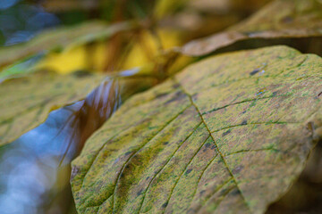close up of a green leaf