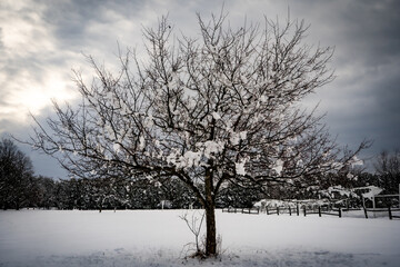 tree in the snow