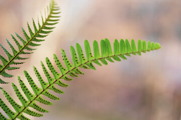 fern leaf in the forest