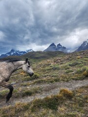 Horse on a trail in Torres del Paine, Chile