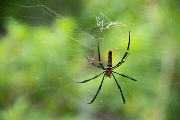 spider on the web