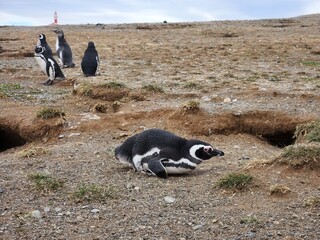 Penguins on Isla Magdalena, Chile