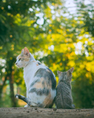 pictures of small cats