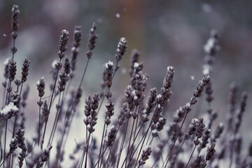 Halme vom Lavendel im Schnee