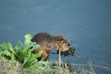 Nutria watchful on the river bank