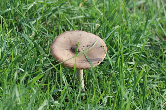 Close-up of a mushroom of the Volvopluteus gloiocephalus species with flattened cap