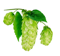 Green hop cones with leaves, ingredients for brewery , isolated on transparent background. PNG file.