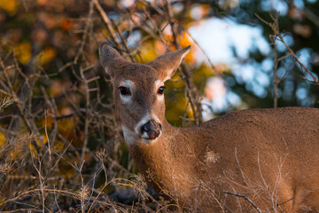 White-tailed Deer doe (Odocoileus virginianus) wildlife close up in beautiful early morning sunlight. Canadian parks wildlife activity at dawn