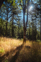 Oregon Forest