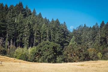 Full Moon Over Forest