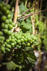 Oregon Grapevines
