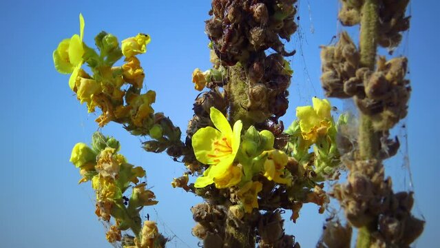 Yellow flowers the great mullein, greater mullein or common mullein (Verbascum thapsus)