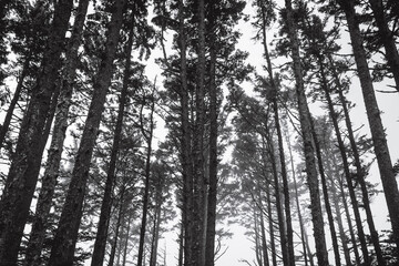 trees in the forest