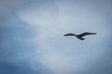 Obraz premium Flying Bird