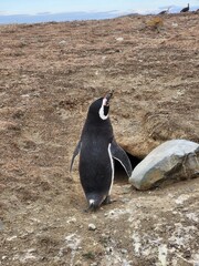 Penguins on Isla Magdalena, Chile