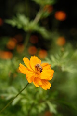 bee on the flower