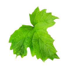 One green leaf of viburnum on a white background