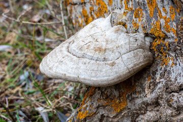 Large white mushroom of the genus Polyporus on the trunk of a fallen tree in the forest
