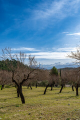 Almond grove in winter with the Sierra Nevada mountains (Granada, Spain) in the background