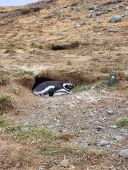 Penguins on Isla Magdalena, Chile