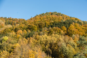 leuchtend bunter Herbstwald - Austria