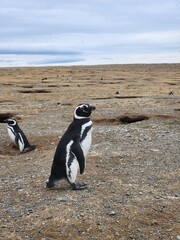 Fototapeta premium Penguins on Isla Magdalena, Chile