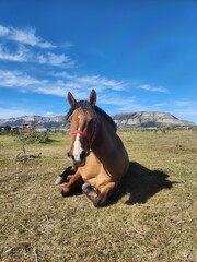 Horse sitting down on a farm, Puerto Natales, Chile