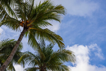 Beautiful view on coconut palm trees tops on blue sky with white clouds background. Aruba island.